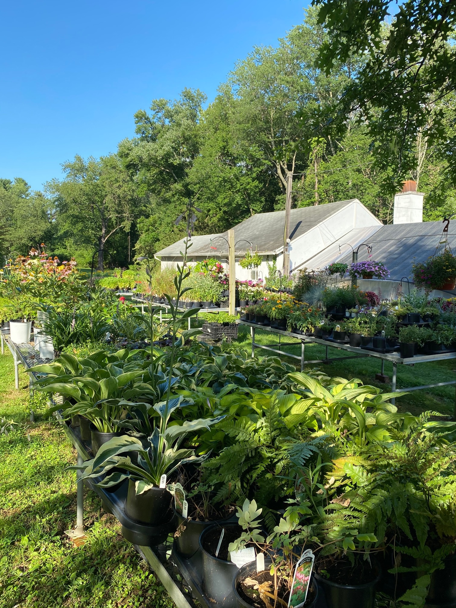 About Perna's Plant and Flower Shop Lawrenceville, Princeton, NJ Florist
